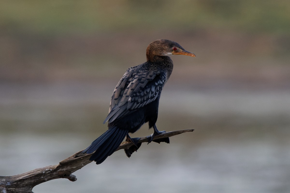 Reed Cormorant - ML496936281