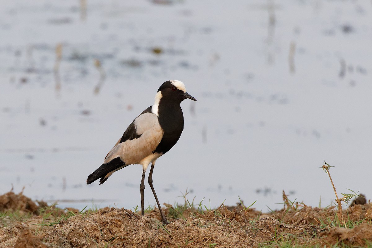 Blacksmith Lapwing - ML496936551
