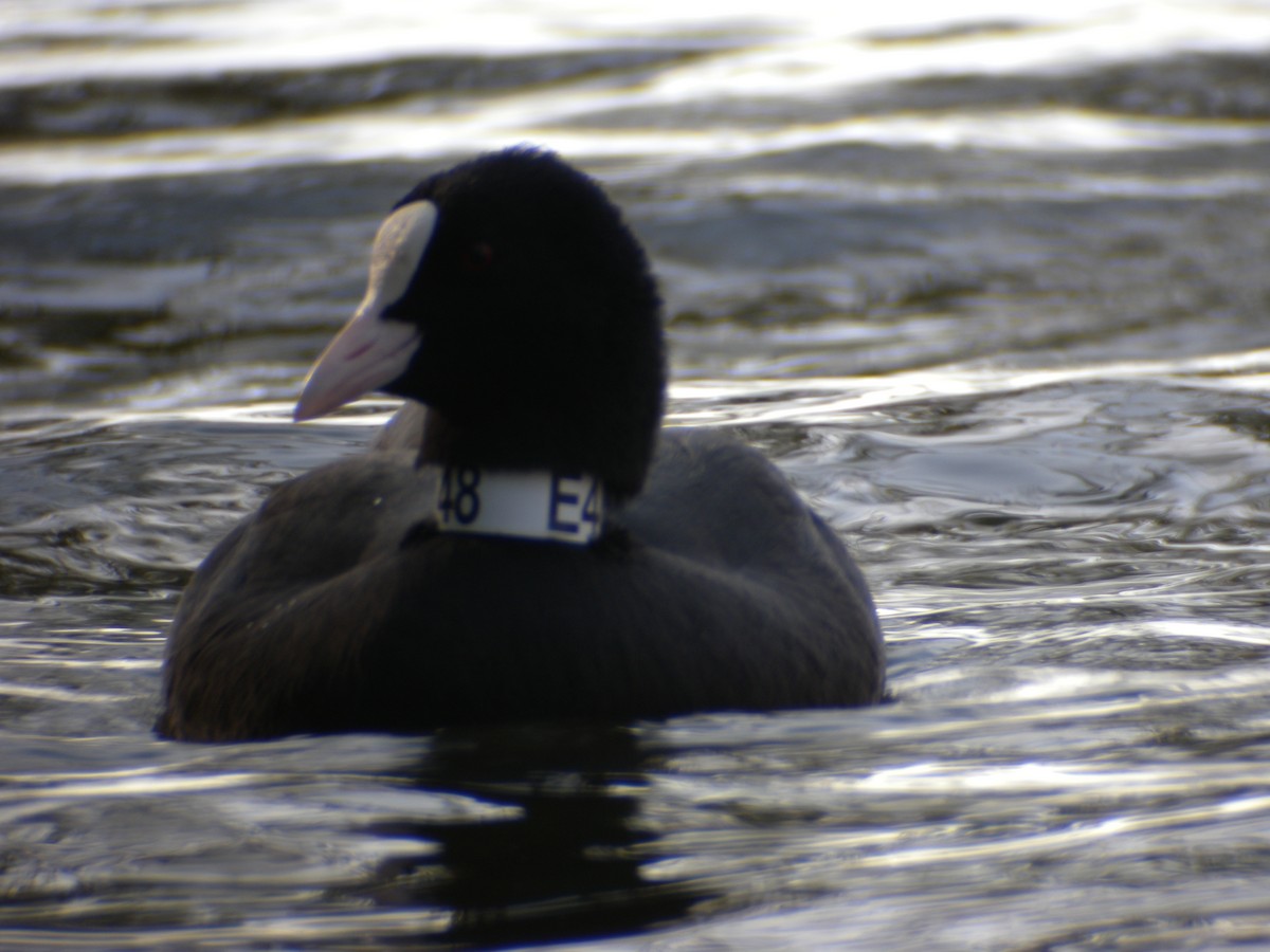 Eurasian Coot - ML496936731