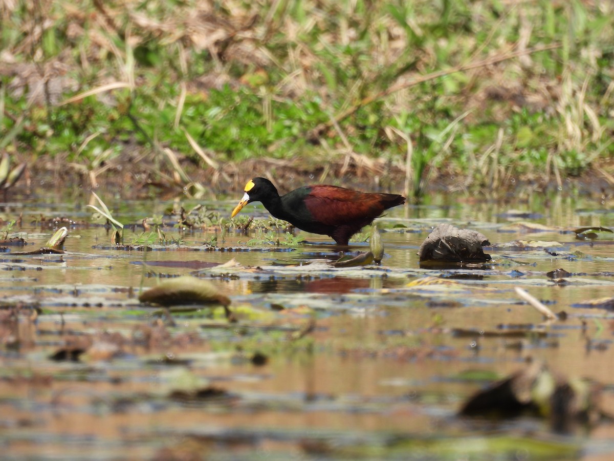 Jacana Centroamericana - ML496936821