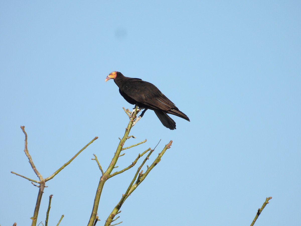 Lesser Yellow-headed Vulture - ML496936871