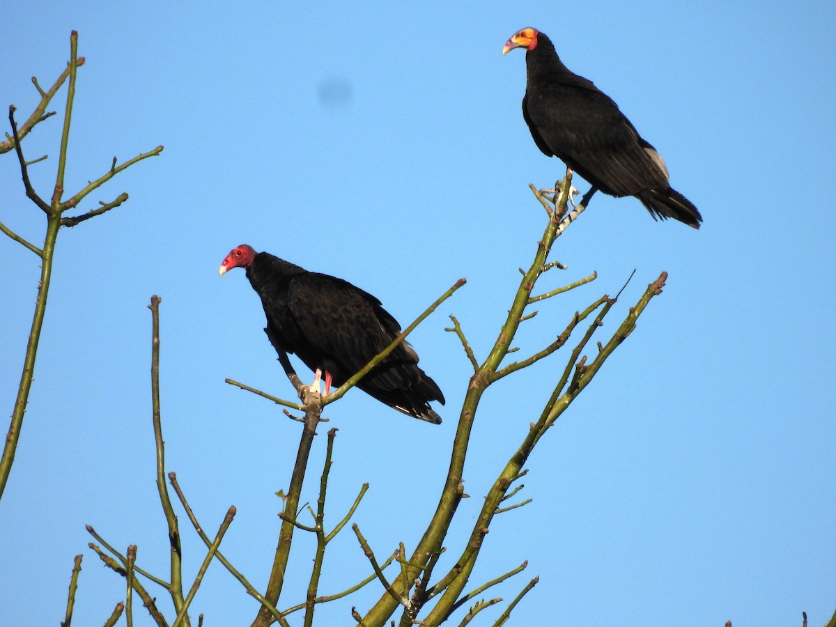 Lesser Yellow-headed Vulture - ML496936881