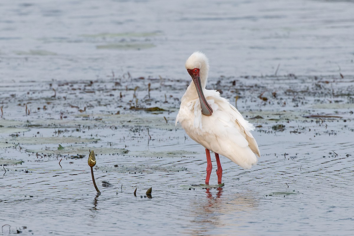 African Spoonbill - ML496936921