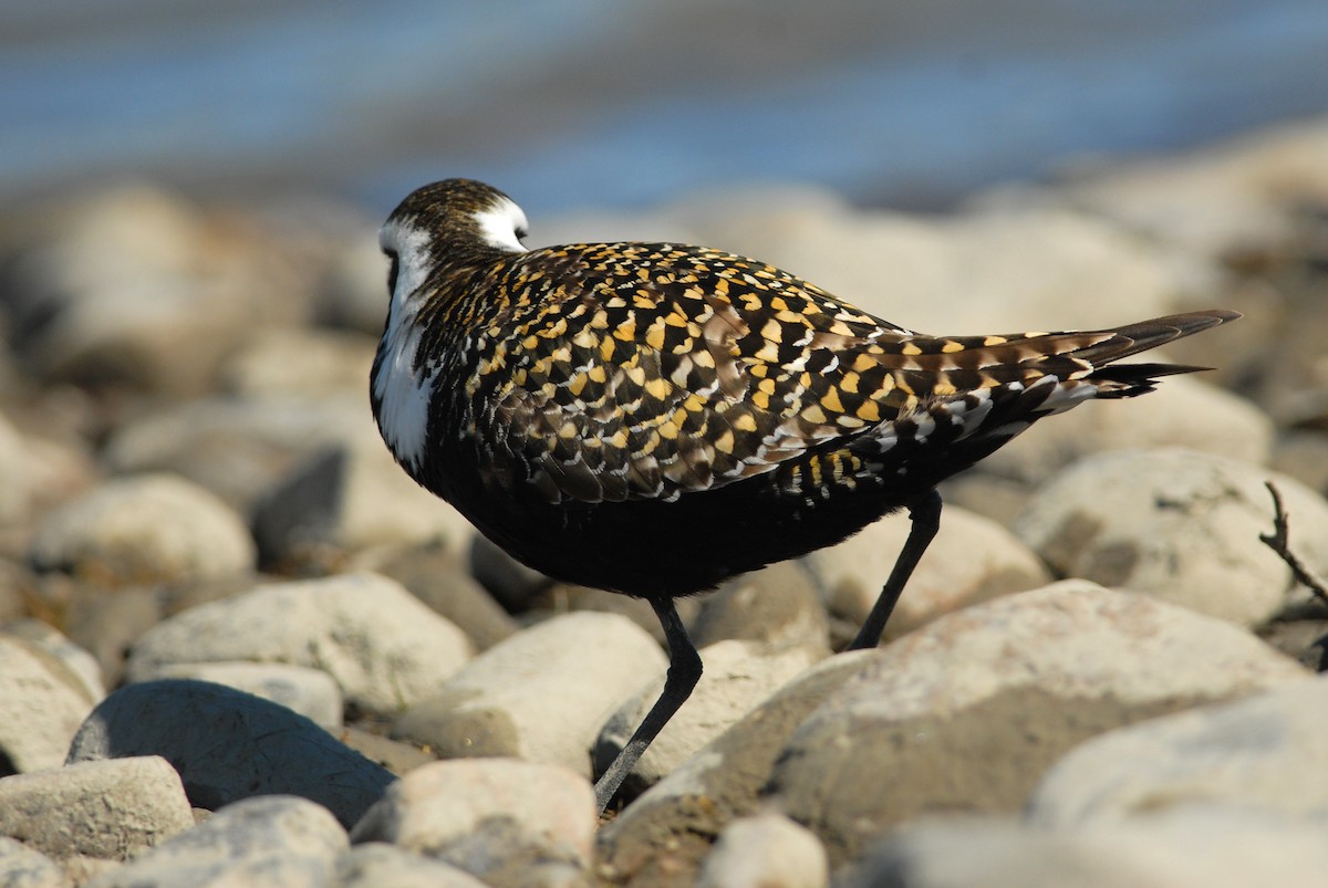 American Golden-Plover - Cameron Eckert