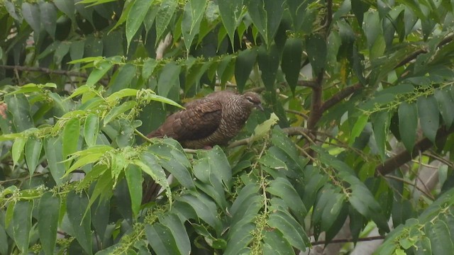 Tanimbar Cuckoo-Dove - ML496938161