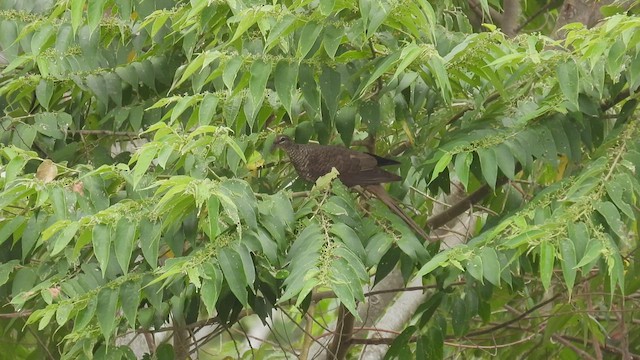 Tanimbar Cuckoo-Dove - ML496938171