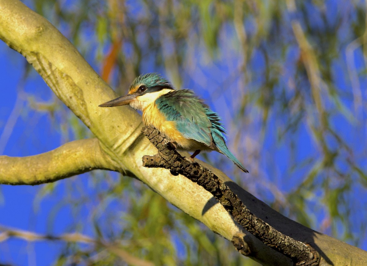 Sacred Kingfisher - ML496938401