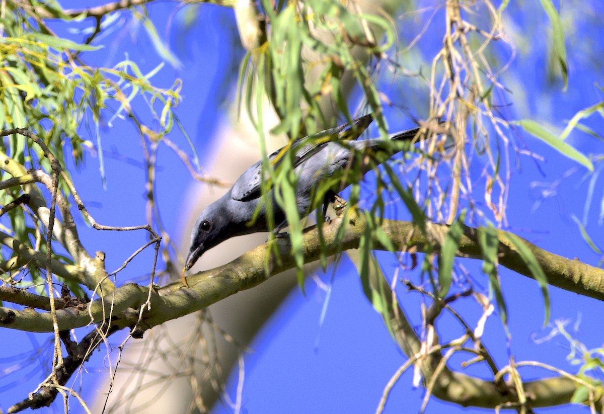 Common Cicadabird - ML496938451