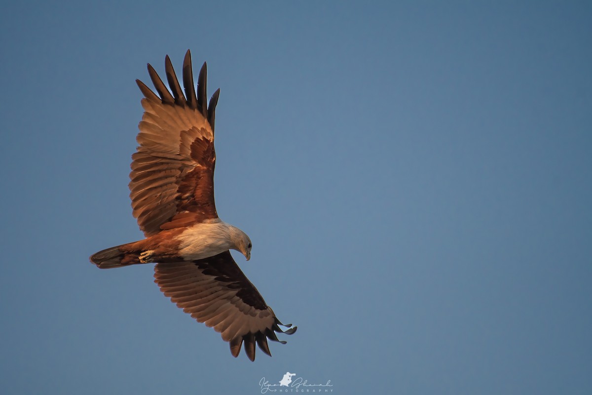 Brahminy Kite - ML496938551