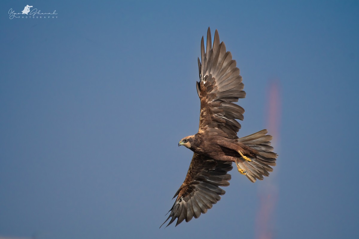 Western Marsh Harrier - ML496938611