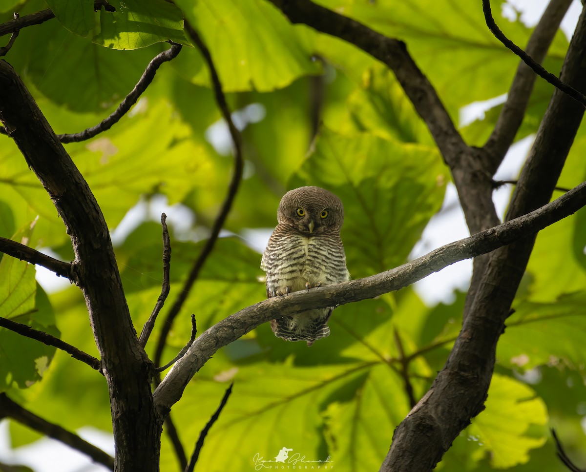 Jungle Owlet - ML496938861