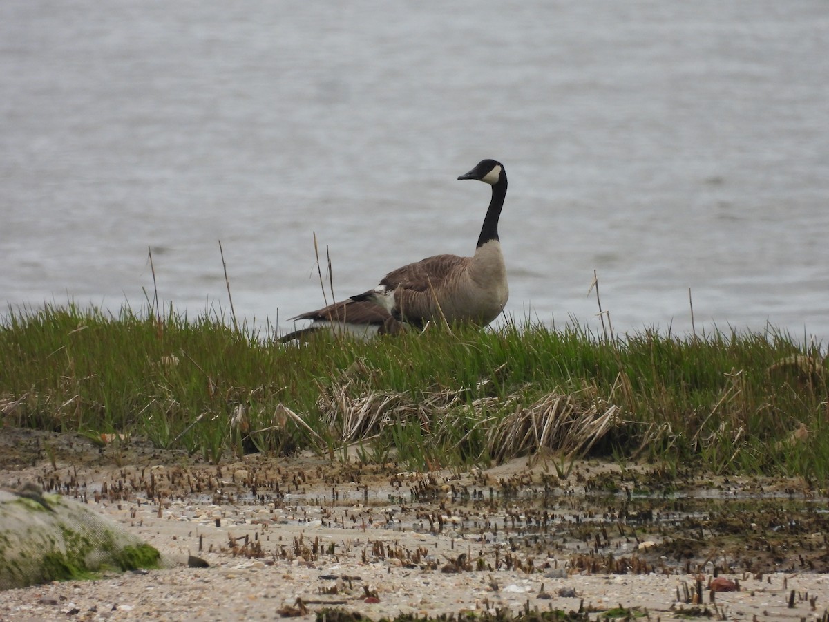 Canada Goose - ML496939841