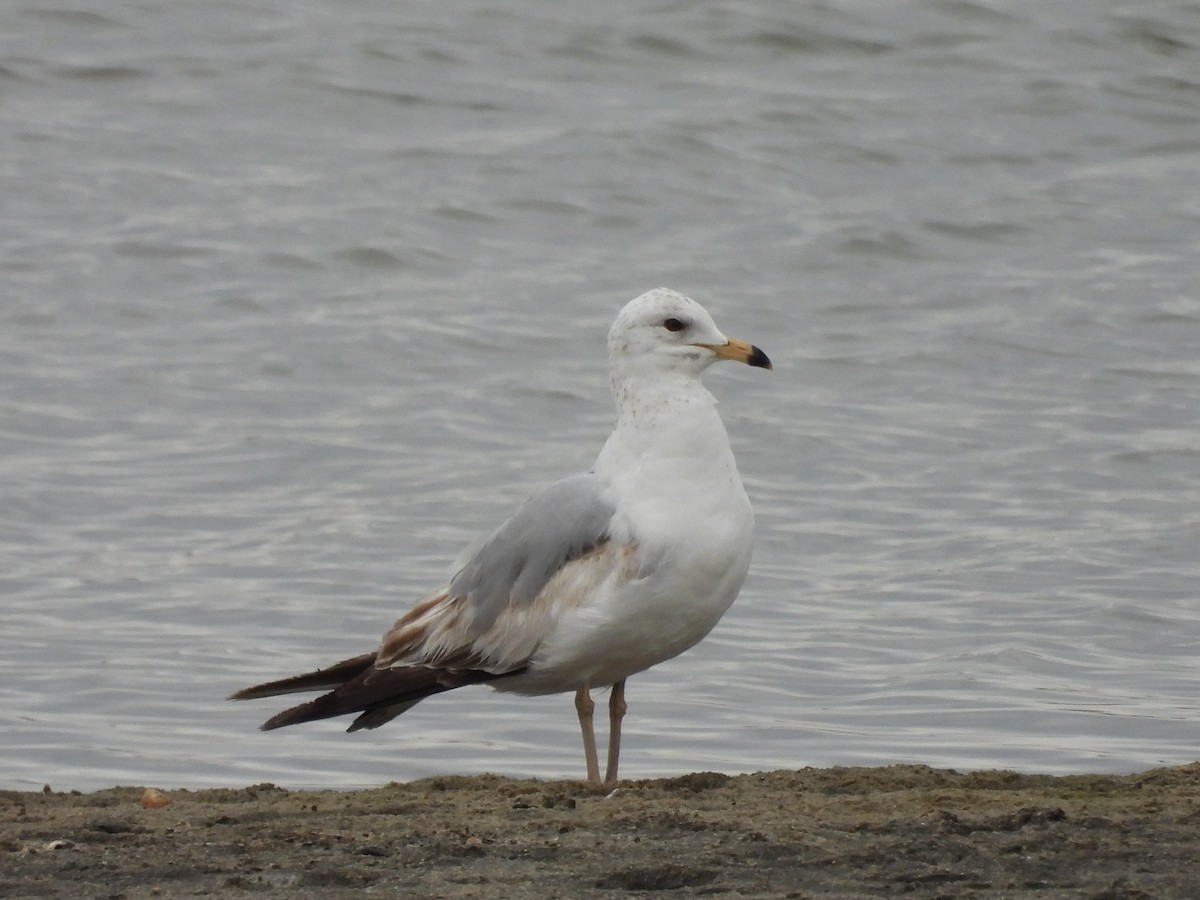 Ring-billed Gull - ML496940481