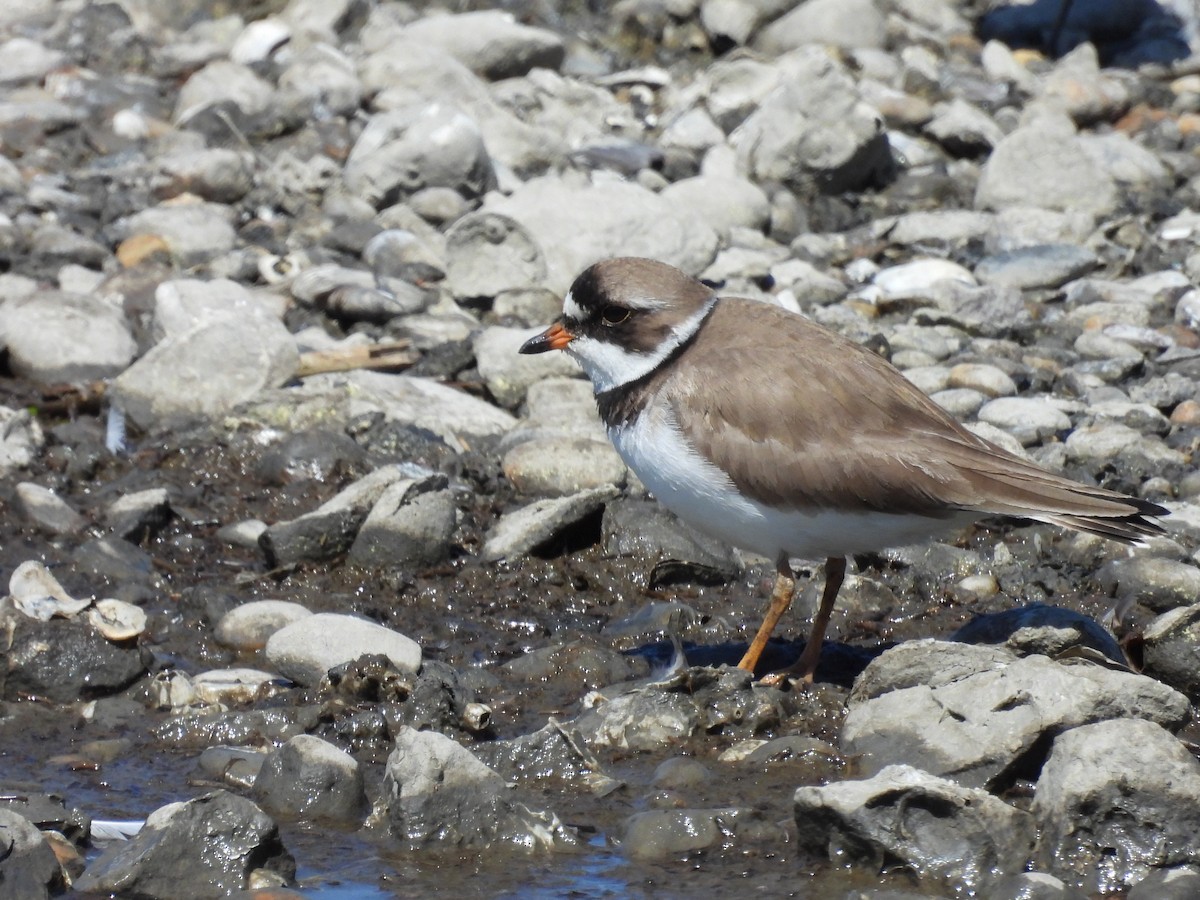 Semipalmated Plover - ML496940891