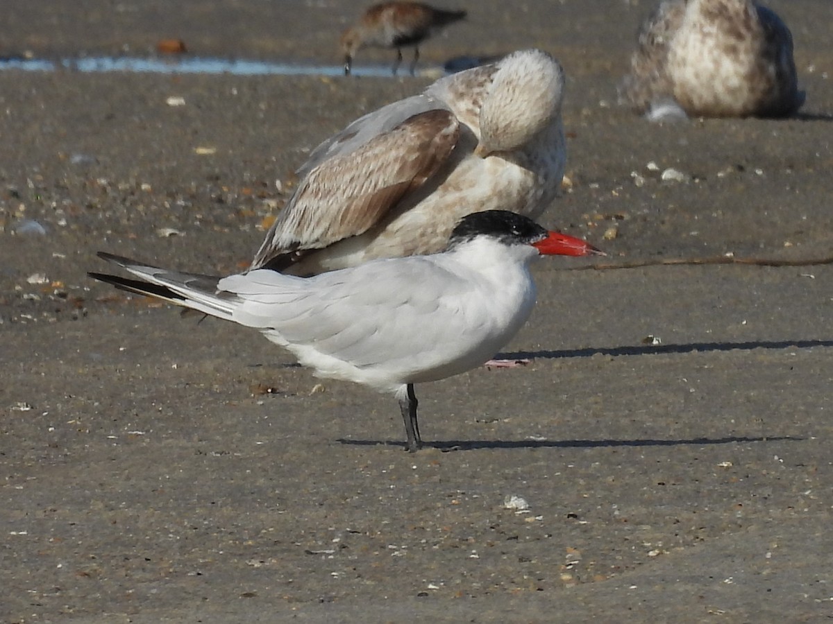 Caspian Tern - ML496942951