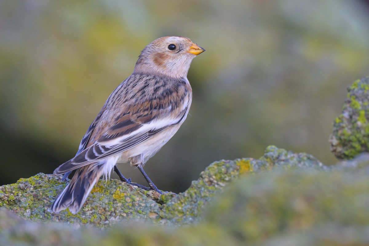 Snow Bunting - ML496945571