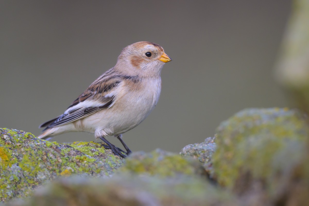 Snow Bunting - ML496945591