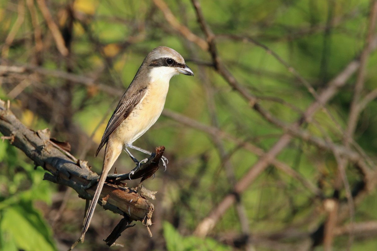 Brown Shrike - ML496947391