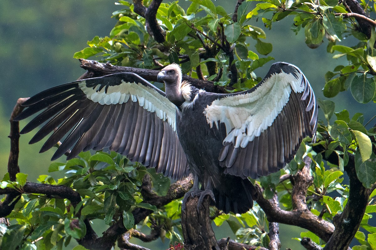 White-rumped Vulture - ML496947401