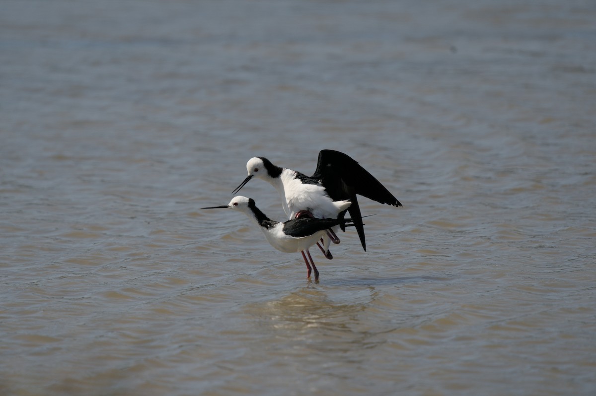 Pied Stilt - ML496948311