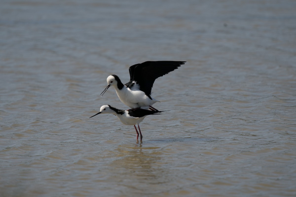 Pied Stilt - ML496948331