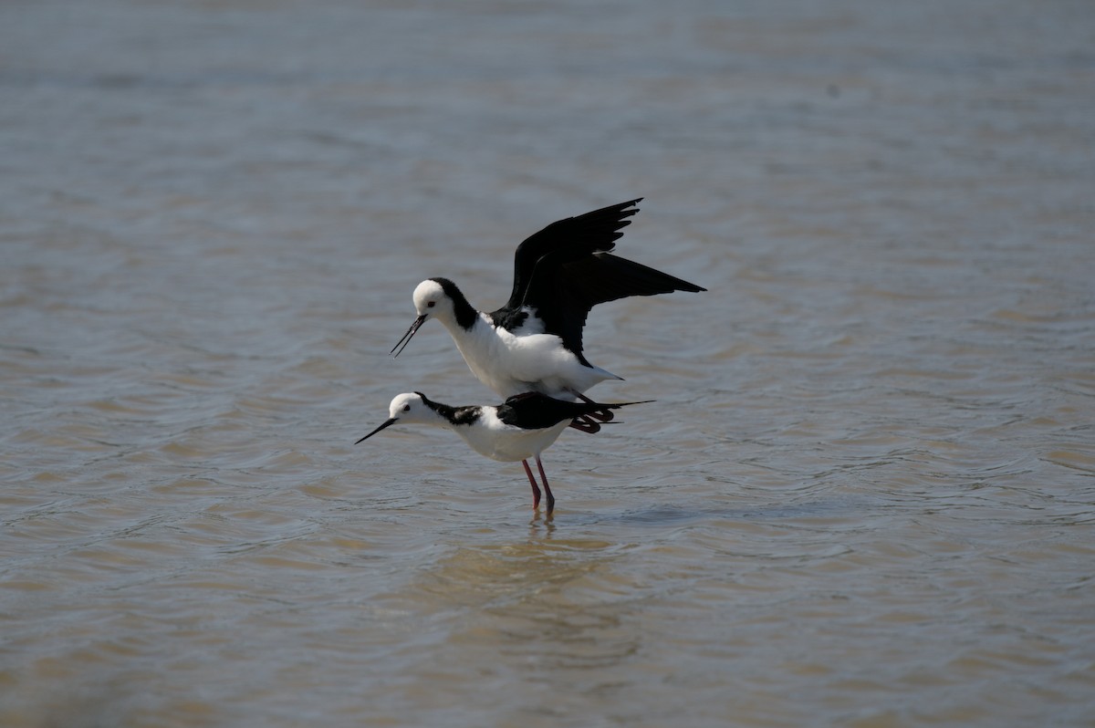 Pied Stilt - ML496948341