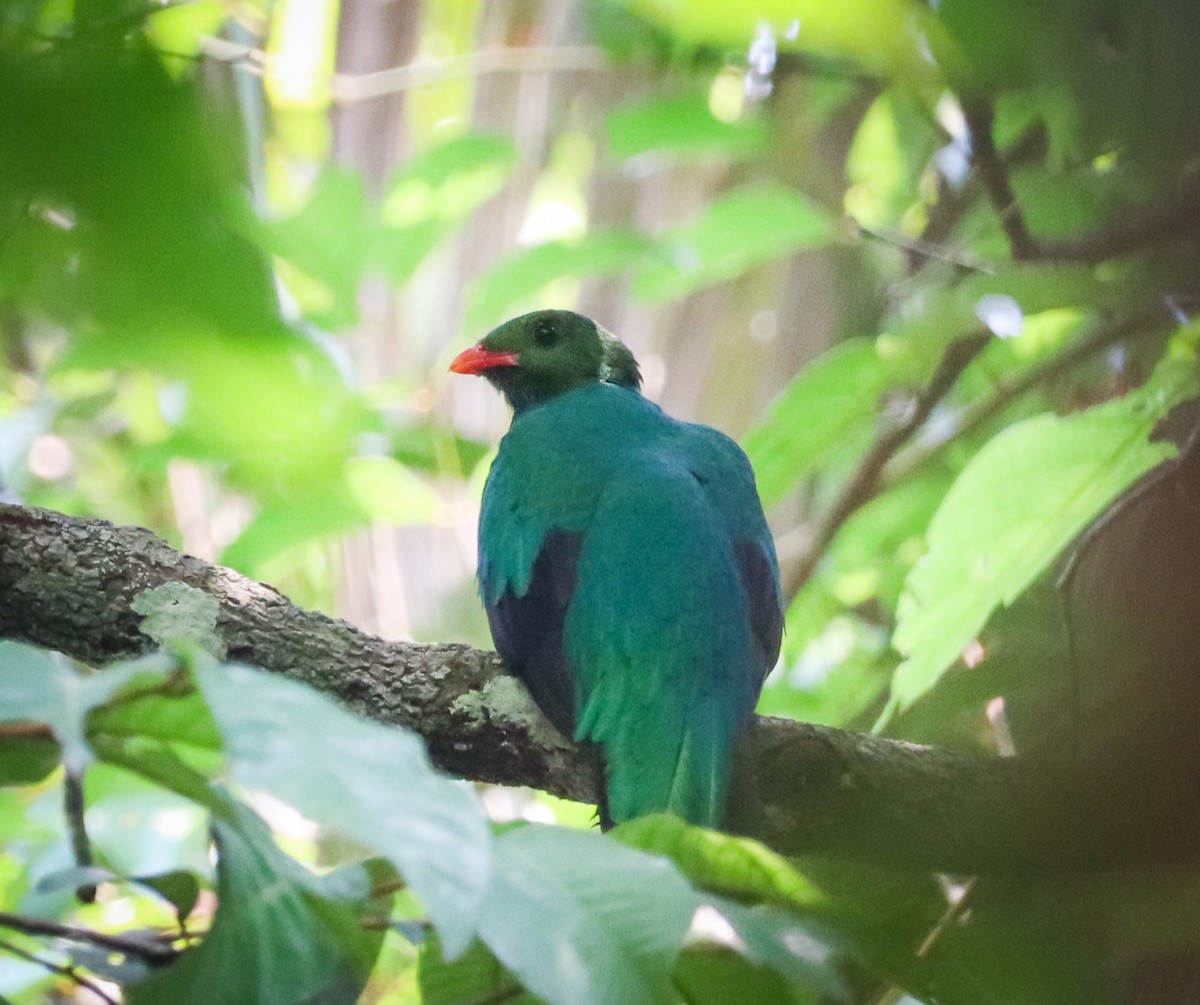 Quetzal Pavonino - ML496948811