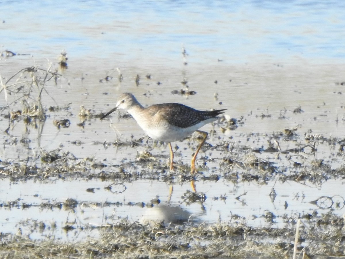 Lesser Yellowlegs - ML496948941