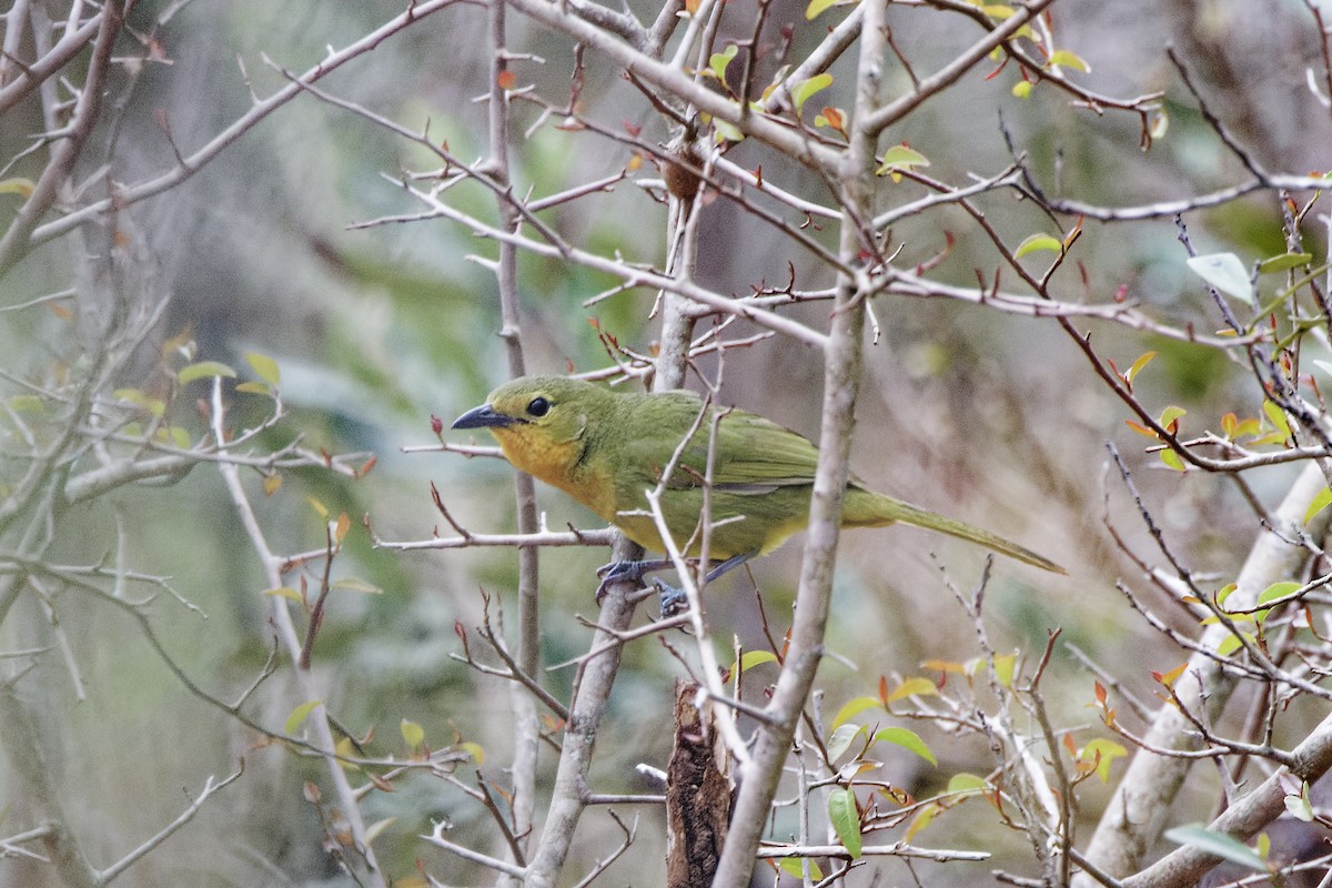 Four-colored Bushshrike - ML496951931