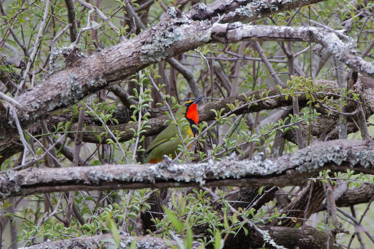 Four-colored Bushshrike - ML496951981