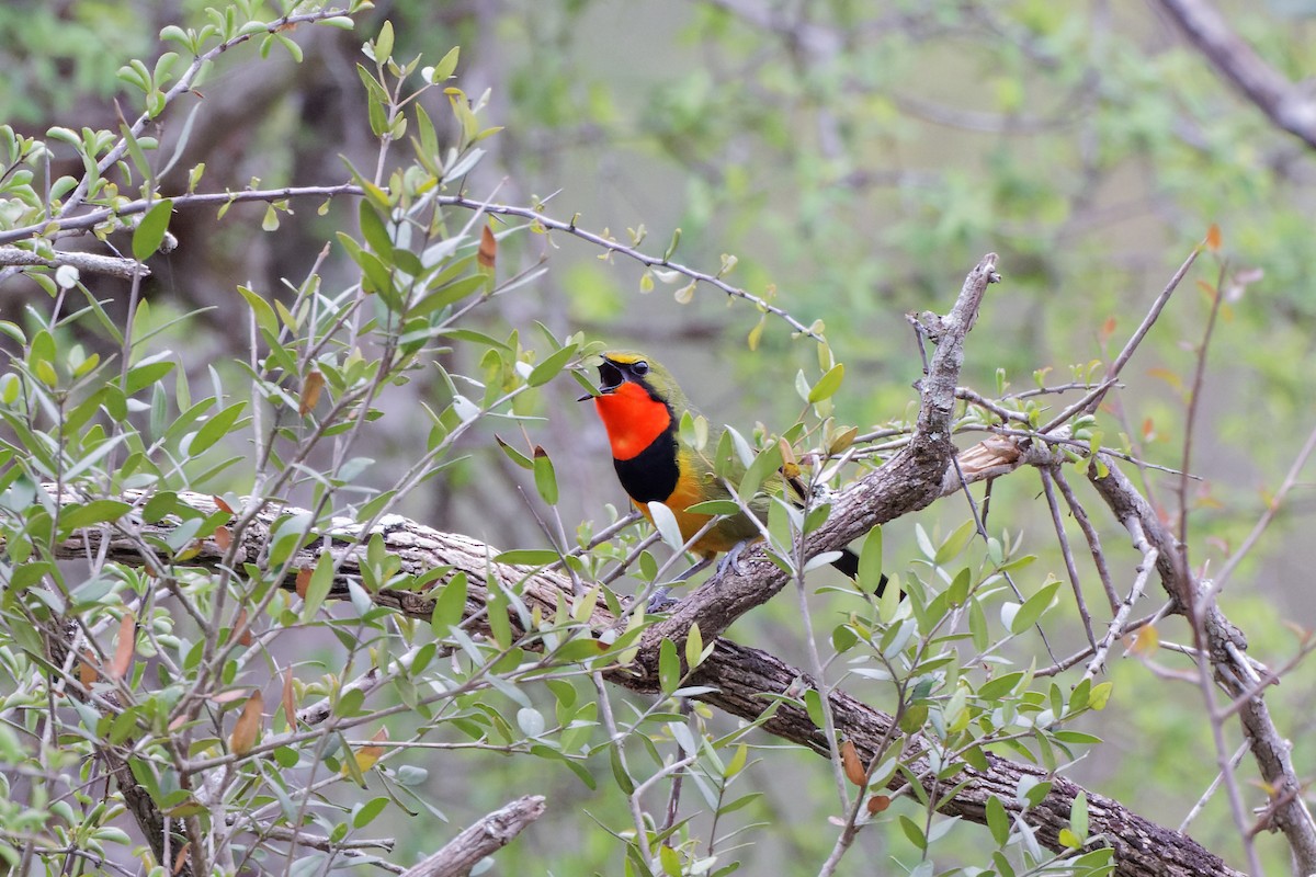 Four-colored Bushshrike - ML496951991