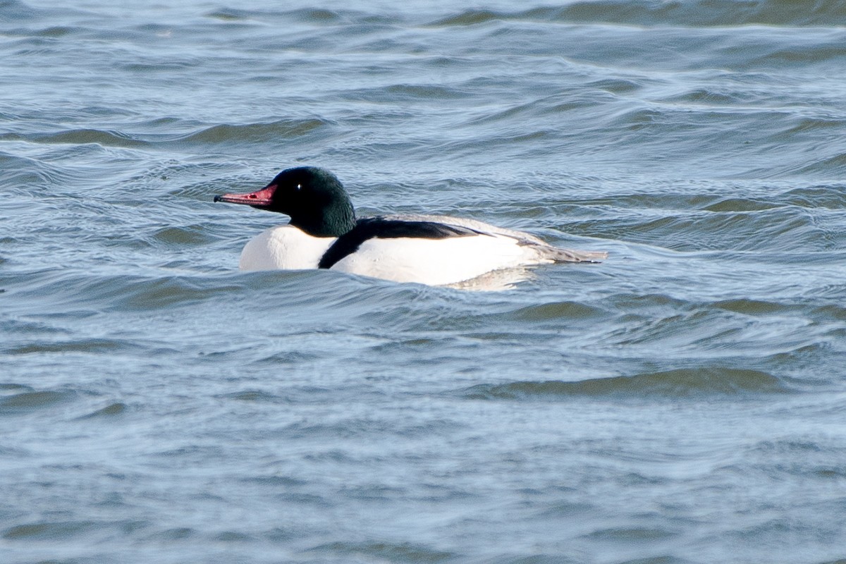 Common Merganser - Frank King