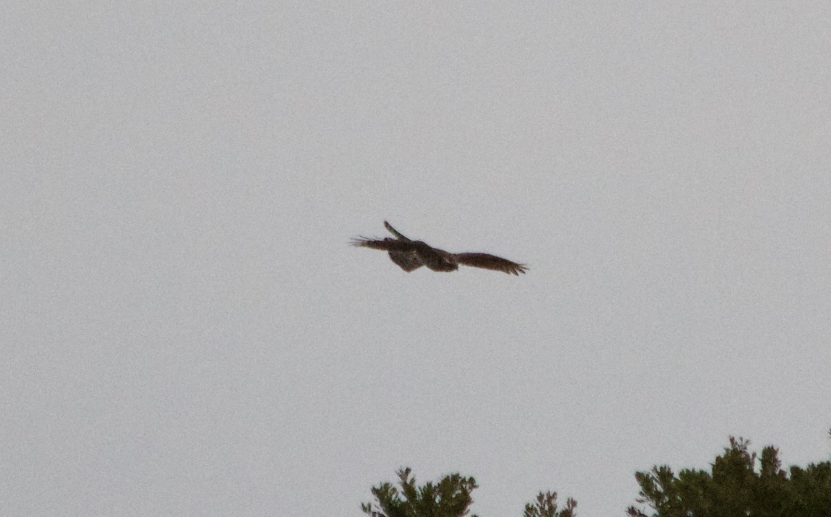 American Goshawk - ML496953581