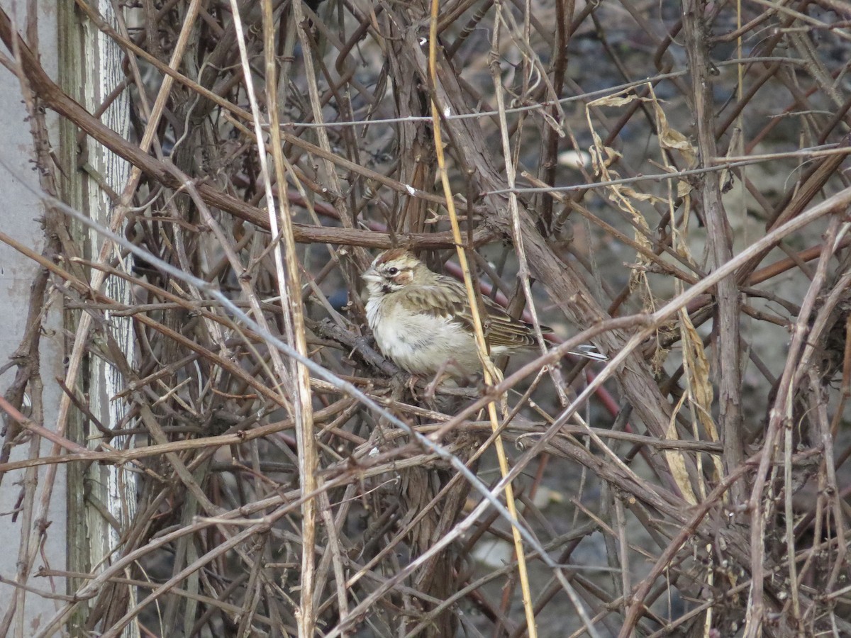 Lark Sparrow - ML49695391