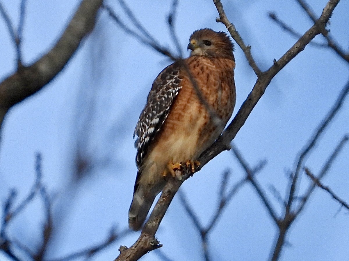 Red-shouldered Hawk - ML496953961