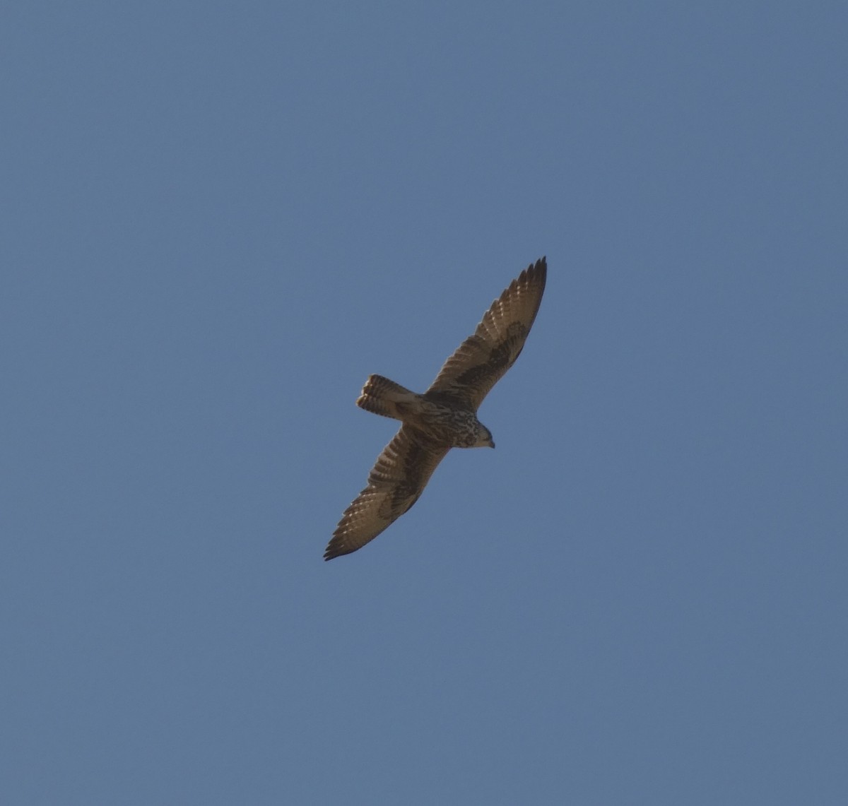 Saker Falcon - Zulfu Farajli