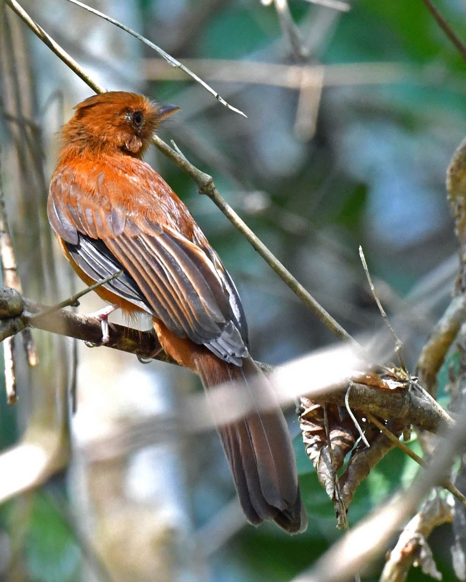 Rufous Twistwing - Tini & Jacob Wijpkema