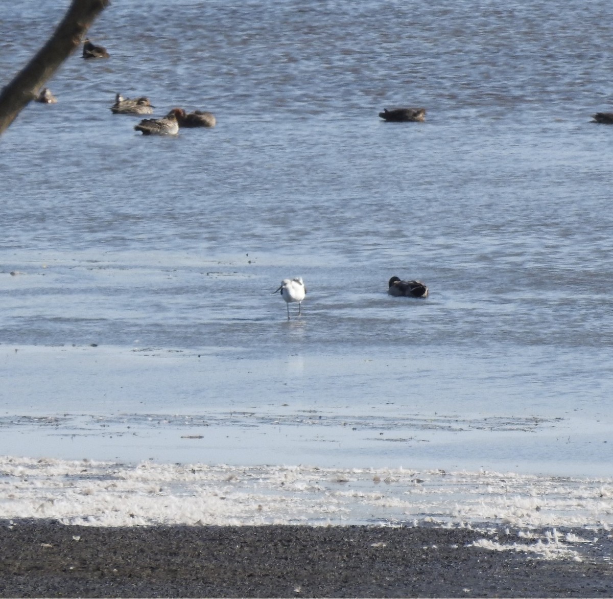 Avoceta Americana - ML496956901