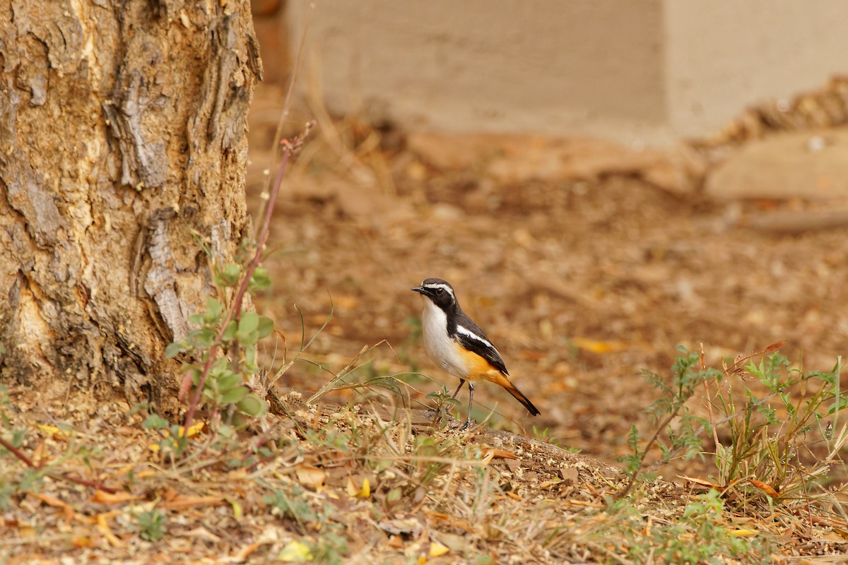 White-throated Robin-Chat - ML496957031