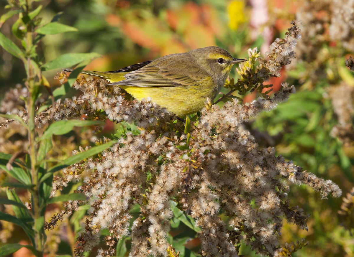Palmiye Ötleğeni - ML496957331