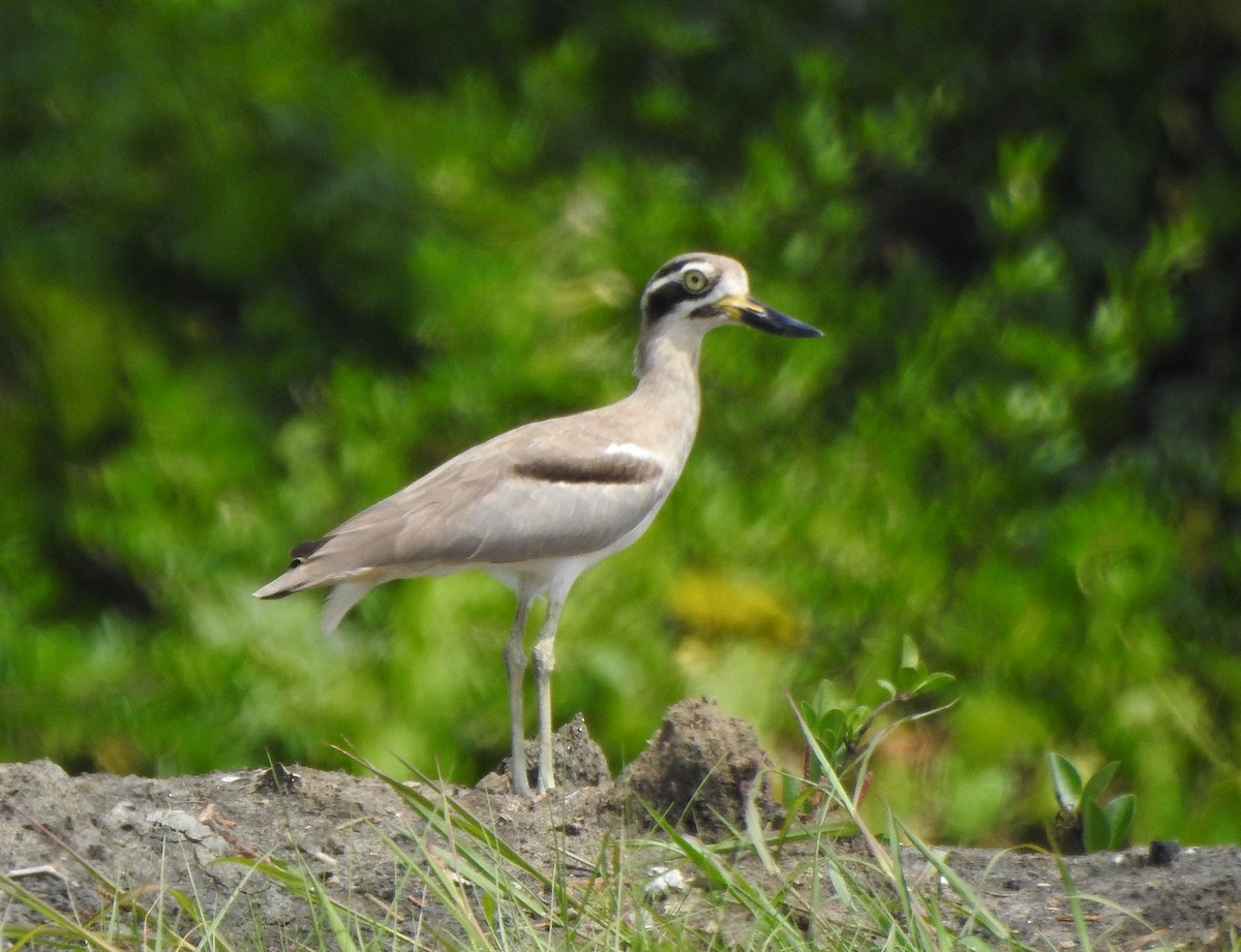 Great Thick-knee - ML496958291