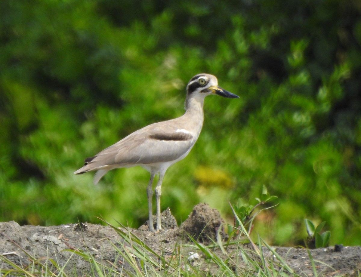 krumnebbtriel - ML496958291