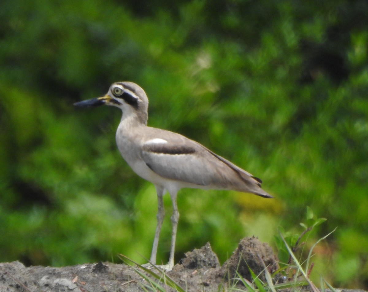Great Thick-knee - ML496958301
