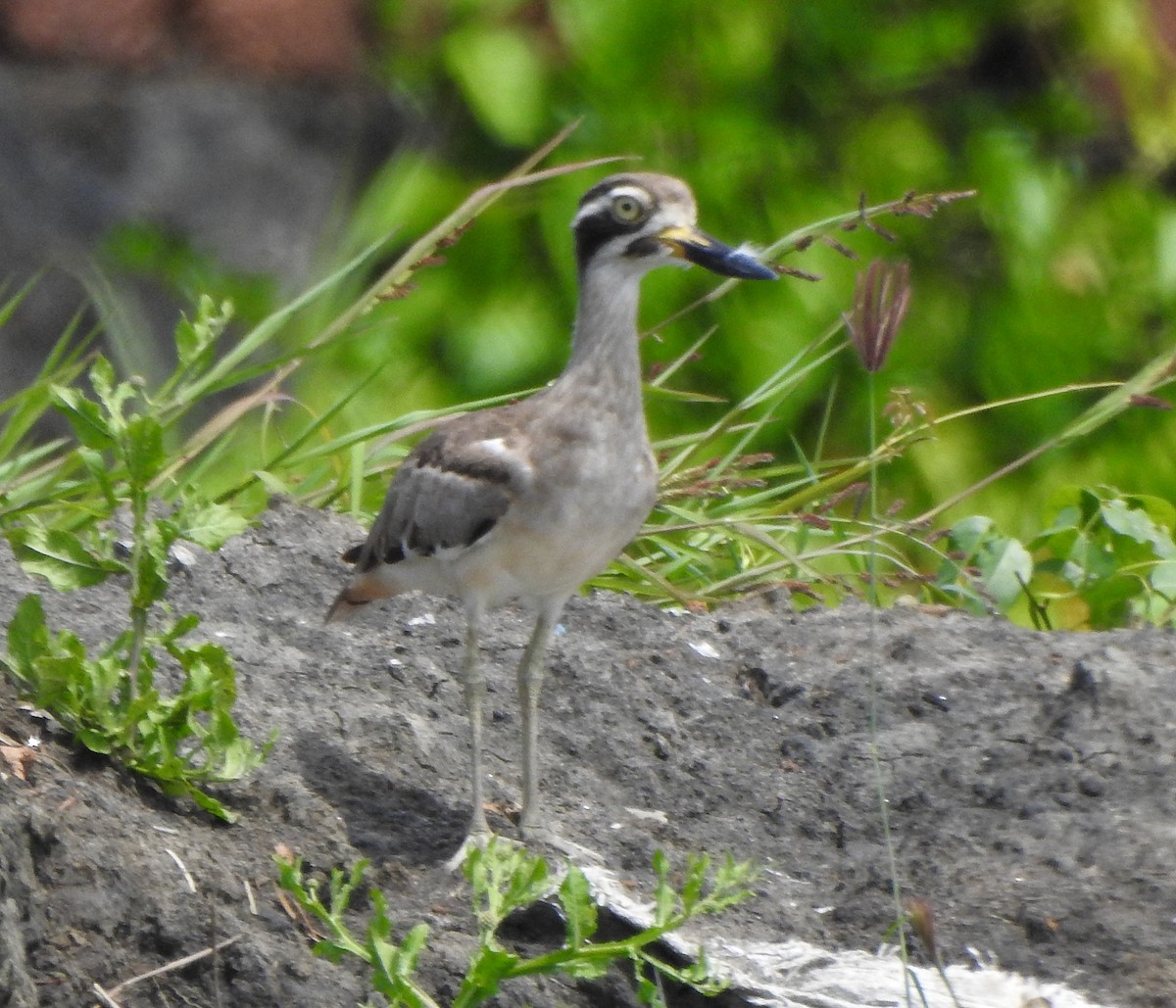 Great Thick-knee - ML496958311