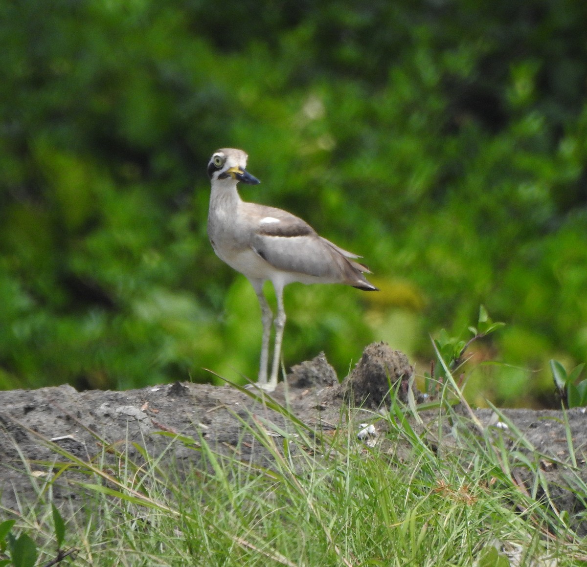 Great Thick-knee - ML496958321