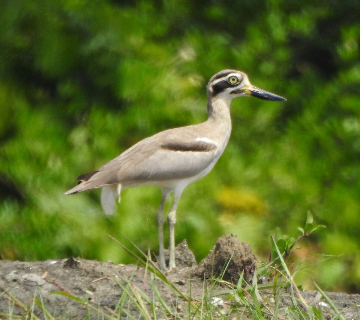 Great Thick-knee - ML496958331