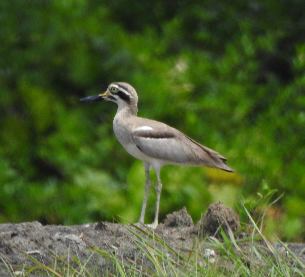 Great Thick-knee - ML496958341