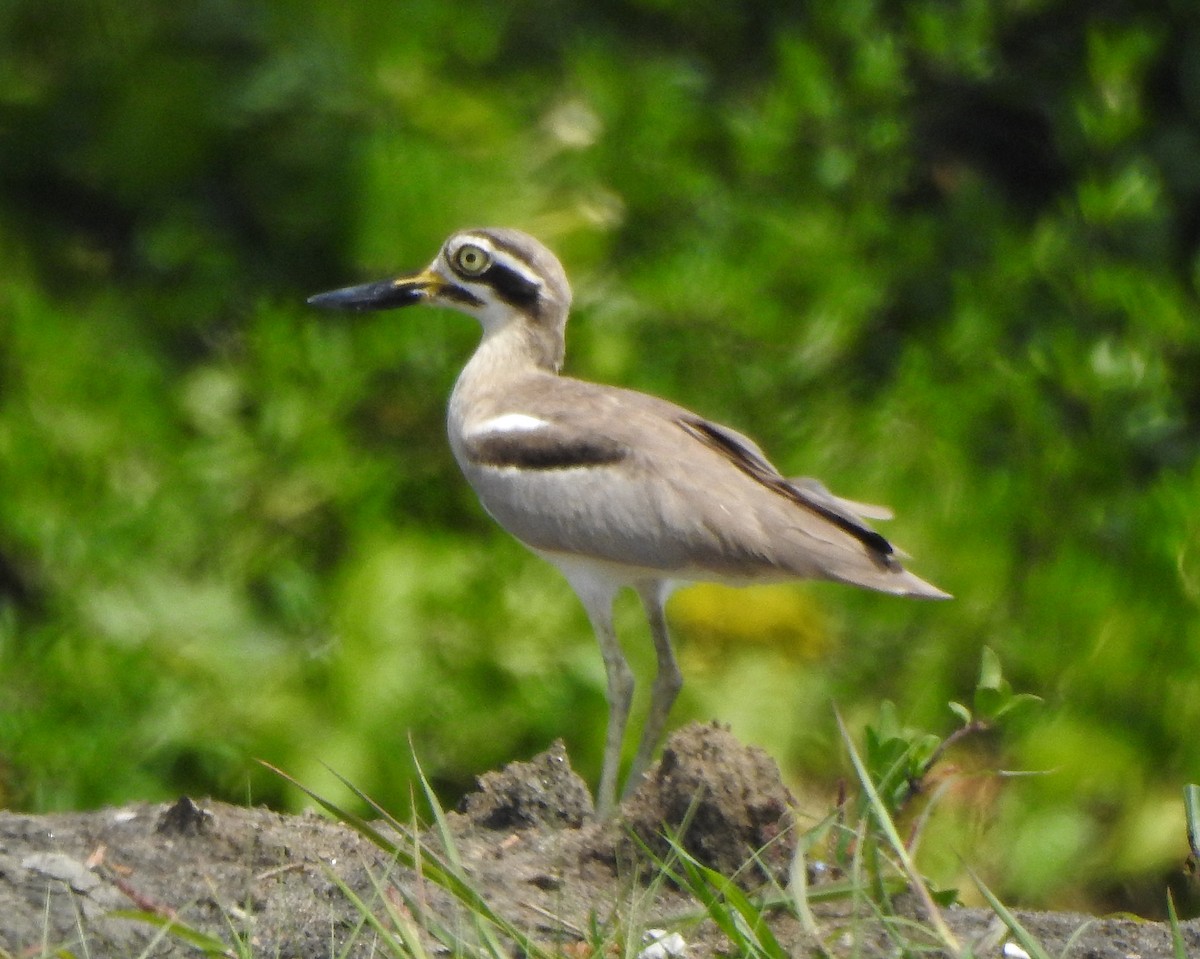 Great Thick-knee - ML496958351