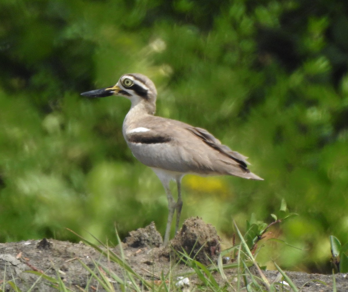 krumnebbtriel - ML496958361