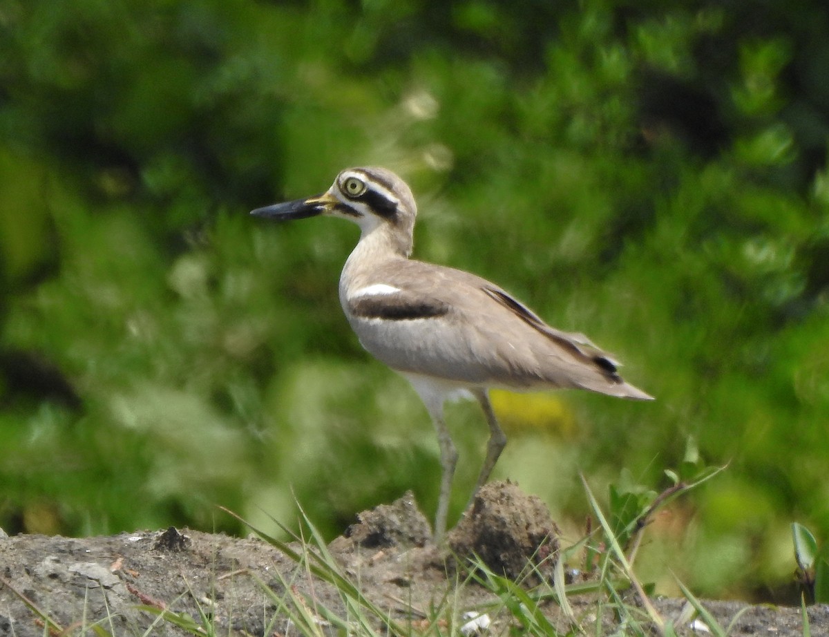 Great Thick-knee - ML496958371